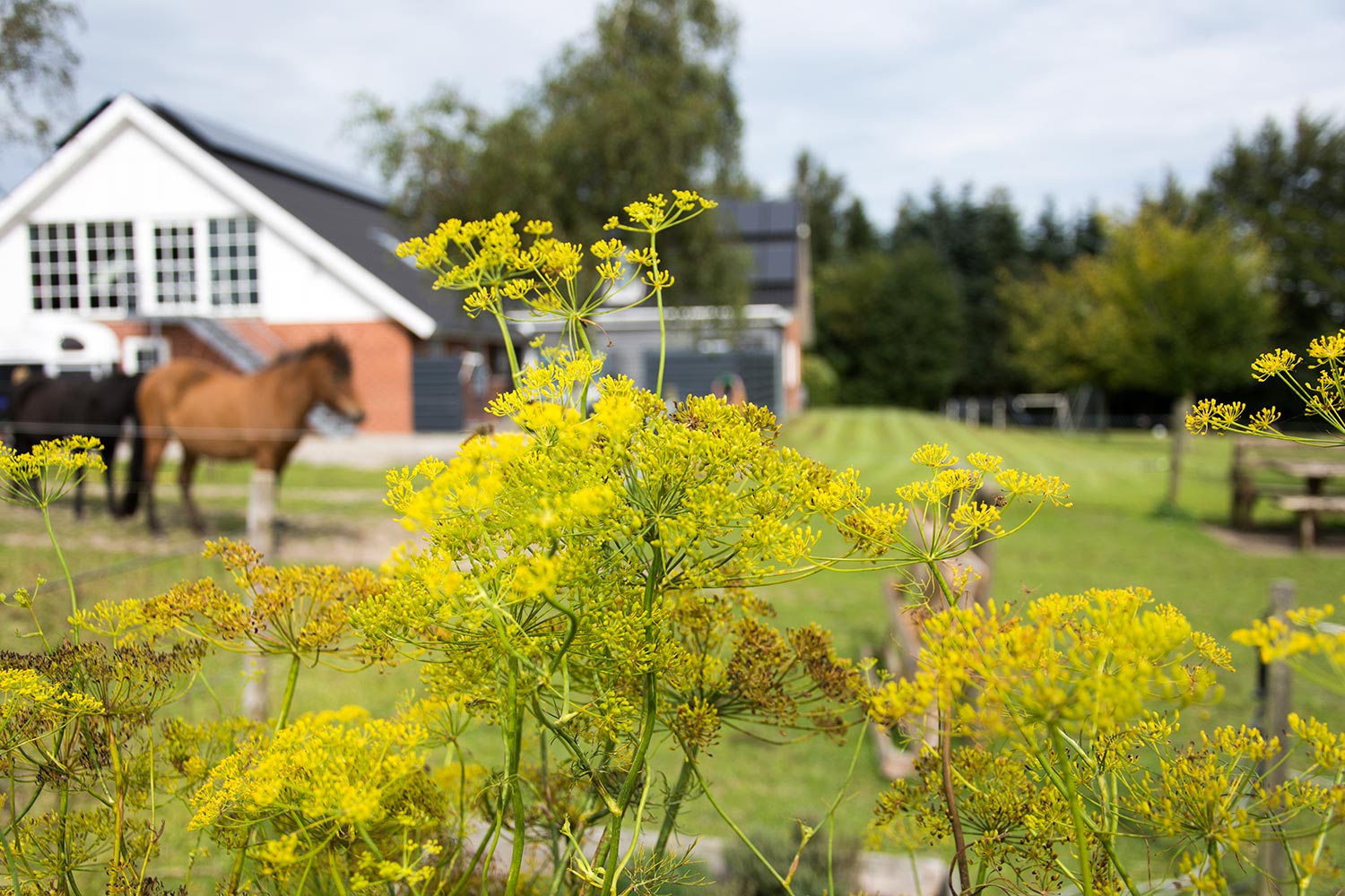Heste på marken ved Amstrupgård
