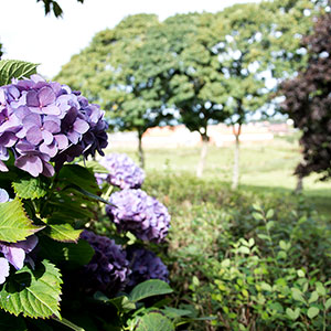 Blomstrende hortensia i haven ved Amstrupgård