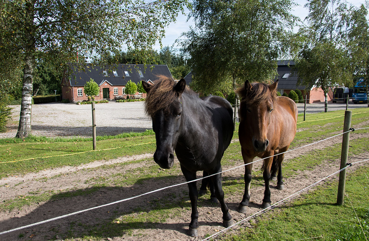 Amstrupgårds heste på marken