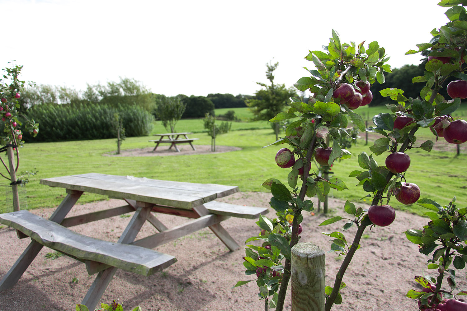 Picnicbord i æbleplantagen ved Amstrupgård